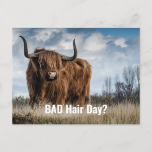 Funny Highland Cow Photo Bad Hair Day? Typography Postcard