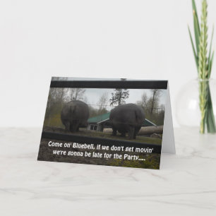 Funny Hippopotamus Birthday Greeting Card