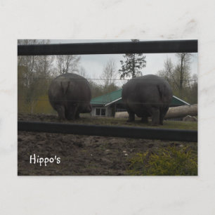 Funny Hippopotamuses Walking Away Postcard