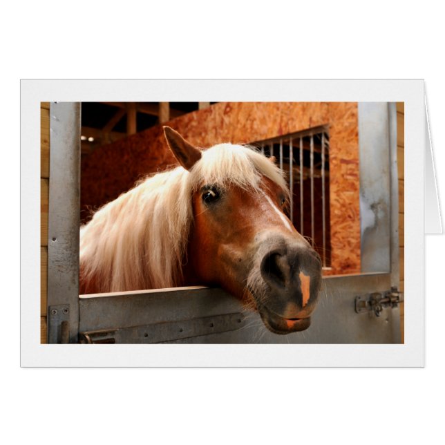 Funny horse (Front Horizontal)