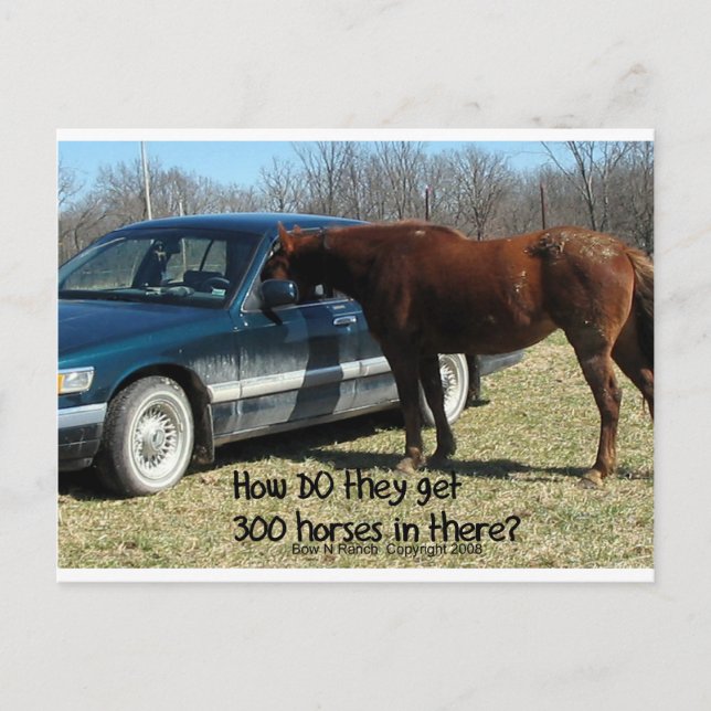 Funny Horse "300 Horse" Postcard (Front)