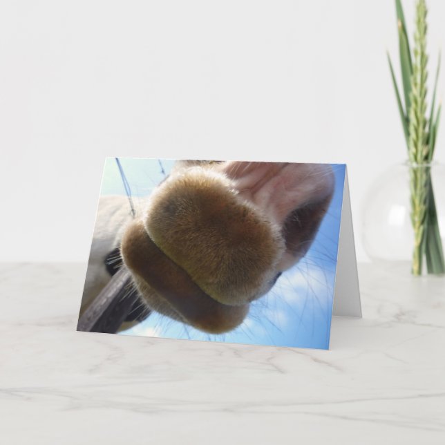 Funny Horse Greeting Card (Front)