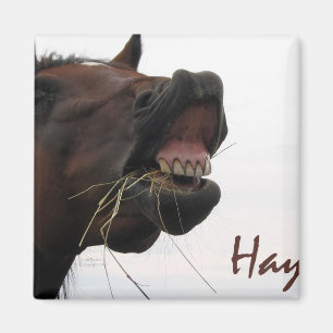 Funny Horse: Hay! Magnet