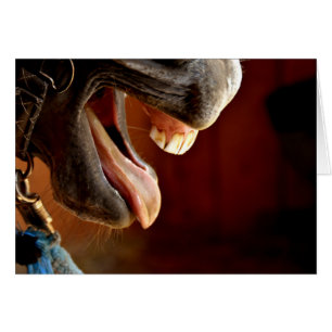 Funny Horse, Mouth Open, Tongue Sticking Out