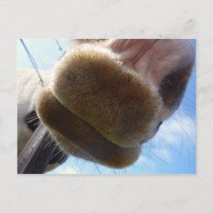 Funny Horse Postcard
