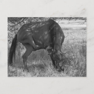 Funny Horse Postcard