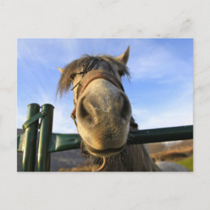 Funny Horse Postcard