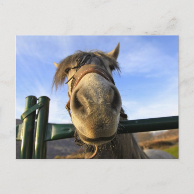 Funny Horse Postcard (Front)