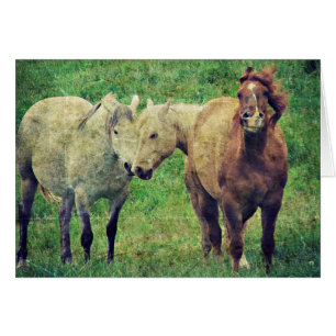 Funny Horses
