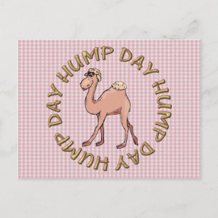 funny hump day camel postcard