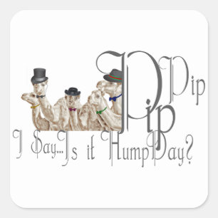 Funny Hump Day Camels  in Monocles Square Sticker