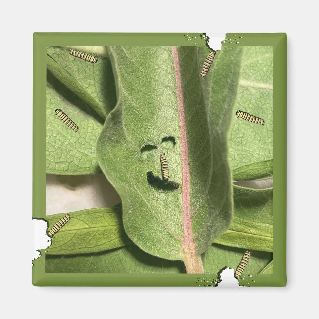 Funny Hungry Monarch Caterpillar Magnet (Front)