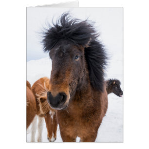 Funny Icelandic Horse Portrait