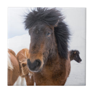 Funny Icelandic Horse Portrait Tile