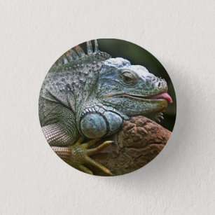 Funny Iguana 1 Inch Round Button