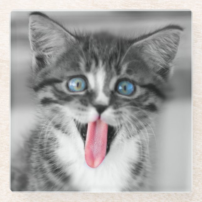 Funny Kitten Glass Coaster (Front)