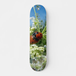 funny ladybug luck at love playing in spring skateboard