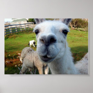 Funny Llama Poster