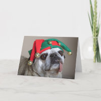 Funny looking pug with tongue hanging out