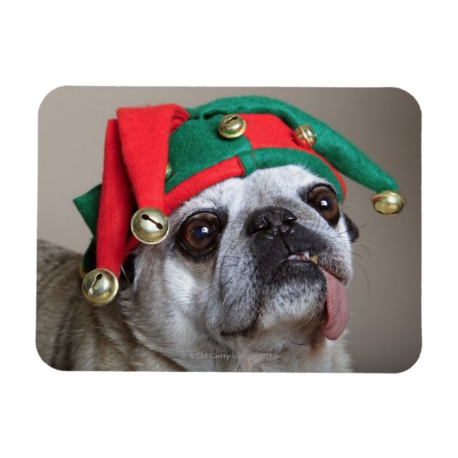 Funny looking pug with tongue hanging out magnet (Horizontal)