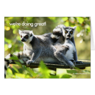 Funny Madagascan Lemurs Monkey Business
