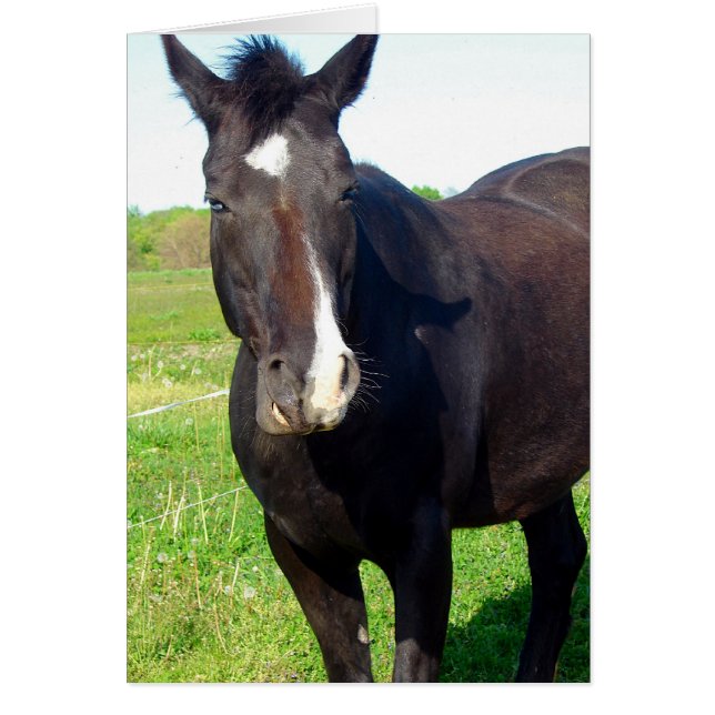 Funny Mare (Front)
