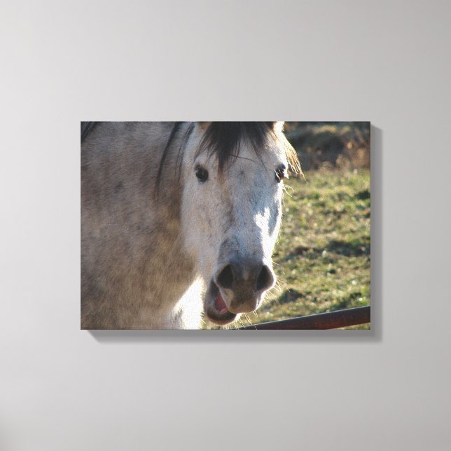 Funny Mare Canvas Print (Front)