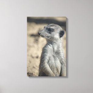 Funny Meerkat Canvas Print