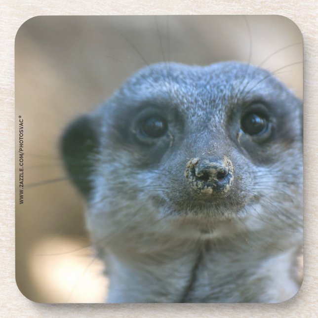 Funny Meerkat Coaster (Front)