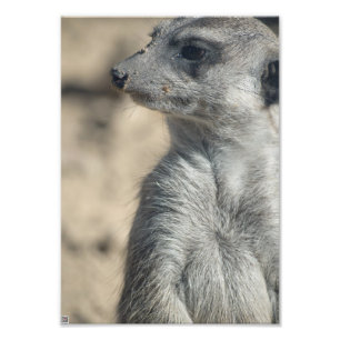 Funny Meerkat Photo Print