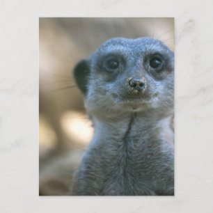 Funny Meerkat Postcard
