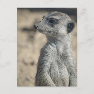Funny Meerkat Postcard