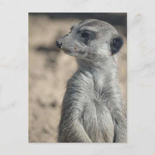 Funny Meerkat Postcard (Front)