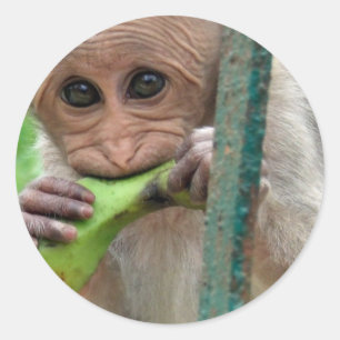 Funny Monkey Picture Sticker