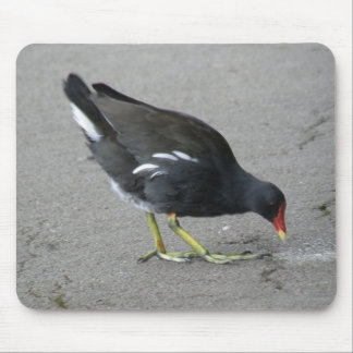 Funny Moorhen Take a Bow Mousepad