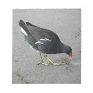 Funny Moorhen Take a Bow Notepad