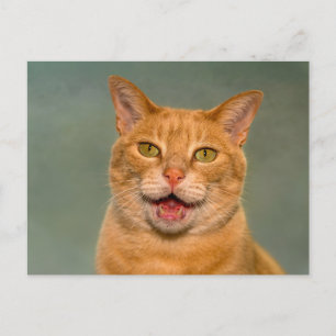 Funny Orange Tabby Cat Meowing Portrait Postcard