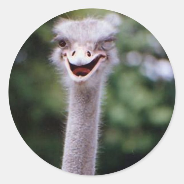 Funny Ostrich Classic Round Sticker (Front)