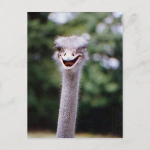 Funny Ostrich Postcard