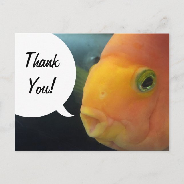 Funny Peekaboo Fish Thank You Postcard (Front)