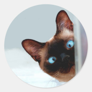 Funny Peeking Siamese Cat Classic Round Sticker