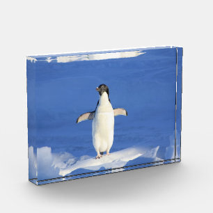 Funny penguin on ice photo block