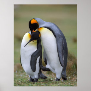 Funny penguins poster