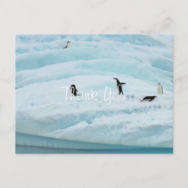 Funny Penguins Thank You Postcard (Front)
