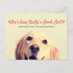 Funny Pet Dog Holiday   Photo Greeting Postcard