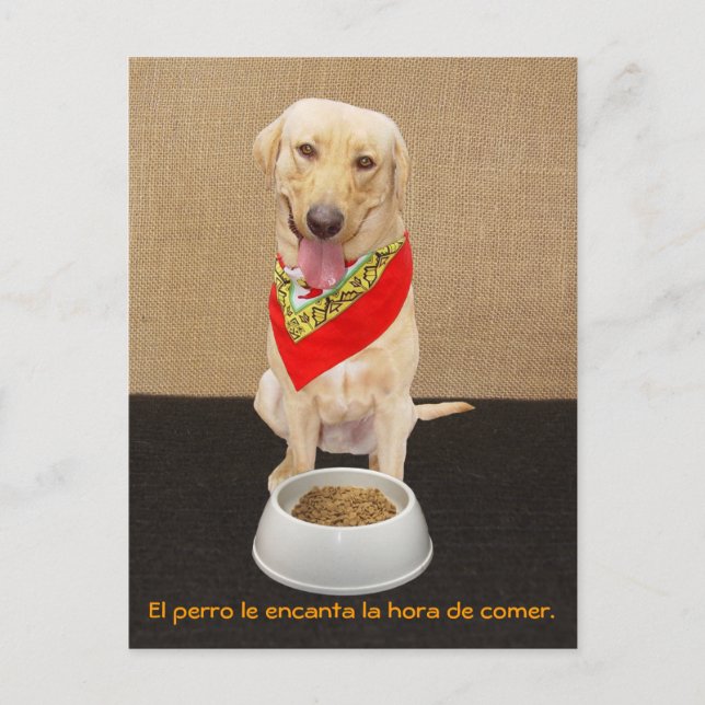 Funny Pet Spanish Postcard & Teaching Aid (Front)