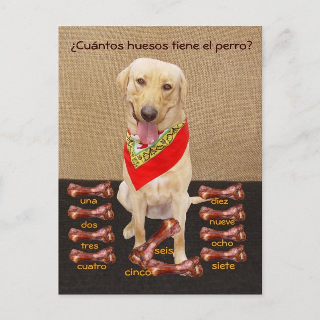 Funny Pet Spanish Postcard & Teaching Aid (Front)