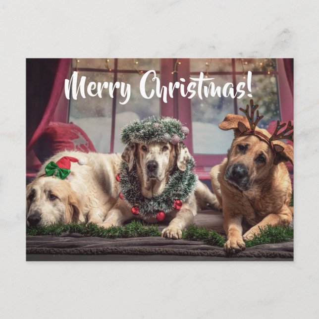 Funny Photo Dogs in Christmas Antlers and Headwear Postcard (Front)