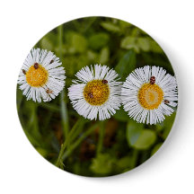 Funny Photo of Daisies with Bug Eyes
