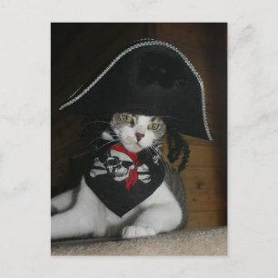 Funny Pirate Cat Postcard